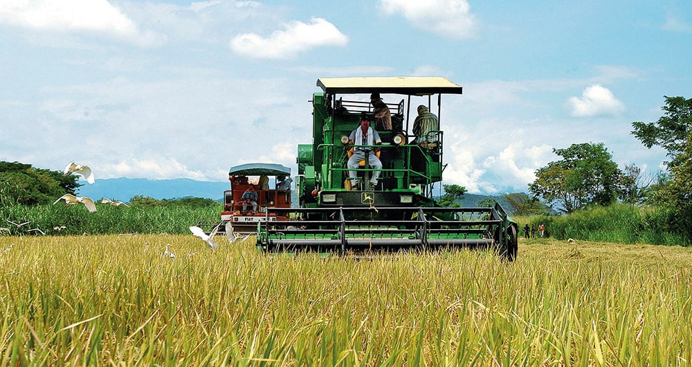 En Colombia, el consumo de arroz por habitante es de 46 kilogramos al año, según Fedearroz. Aun así, hay sobreoferta del producto, lo que tumba el precio por carga que recibe el agricultor.