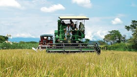 En Colombia, el consumo de arroz por habitante es de 46 kilogramos al año, según Fedearroz. Aun así, hay sobreoferta del producto, lo que tumba el precio por carga que recibe el agricultor.