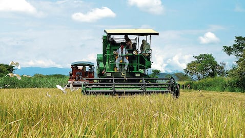 En Colombia, el consumo de arroz por habitante es de 46 kilogramos al año, según Fedearroz. Aun así, hay sobreoferta del producto, lo que tumba el precio por carga que recibe el agricultor.