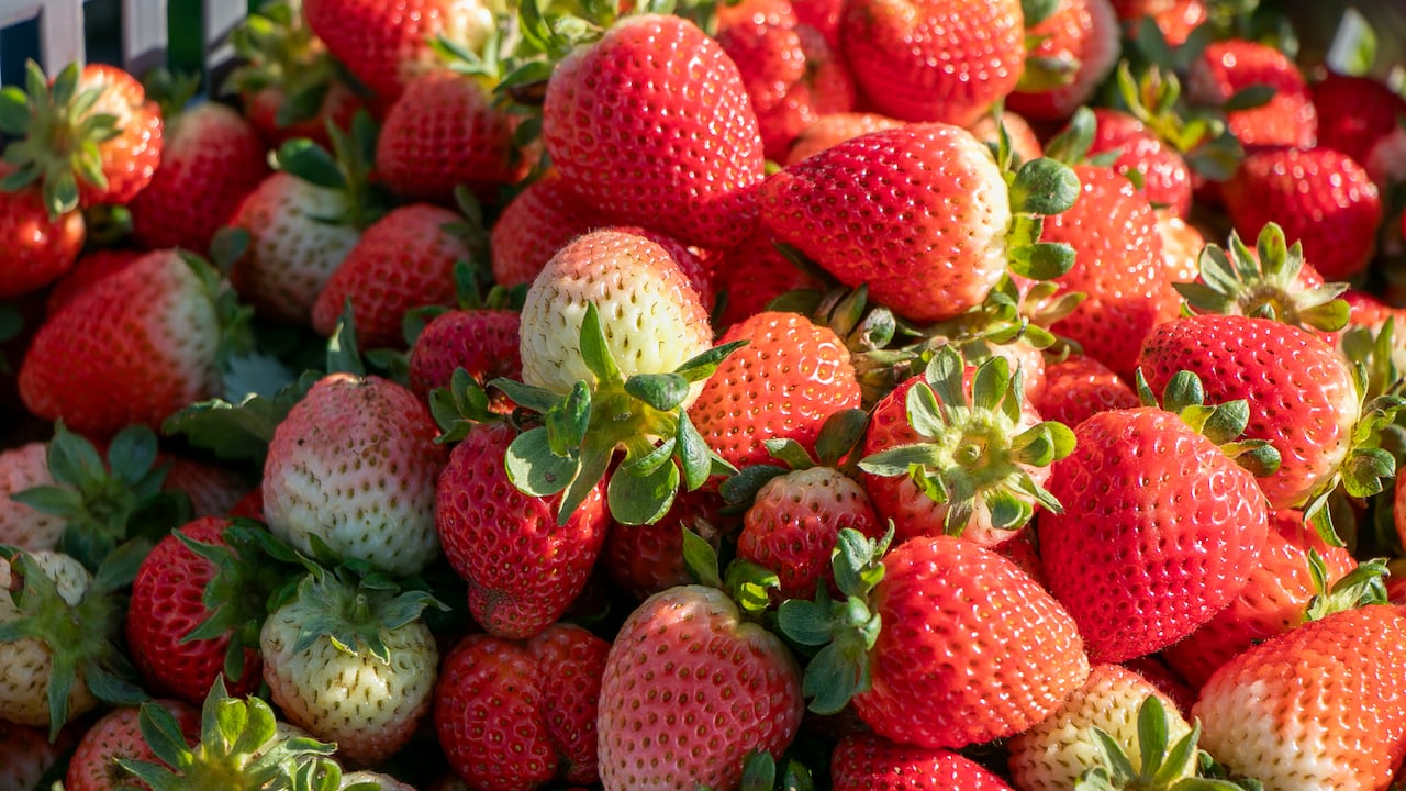Las fresas de Sotará, Cauca, que abastecen a grandes superficies del país.