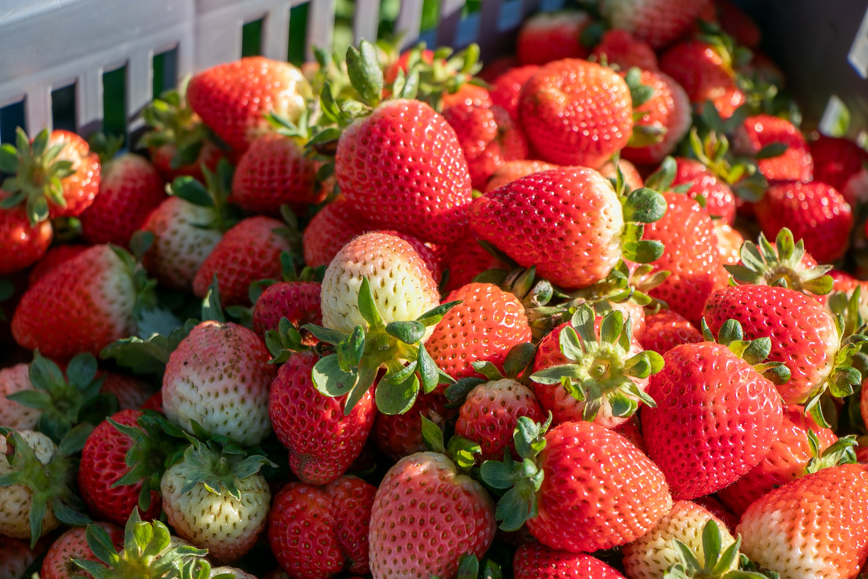 Las fresas de Sotará, Cauca, que abastecen a grandes superficies del país.