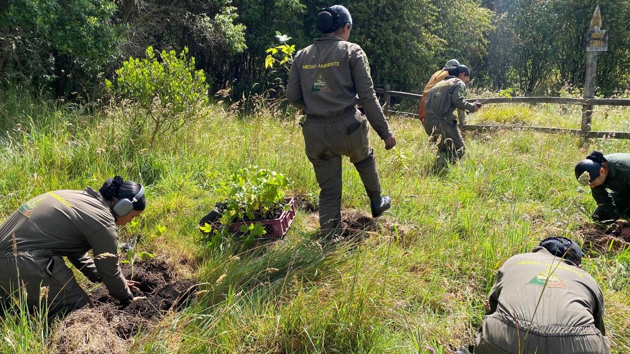 Siembra de árboles en Duitama.