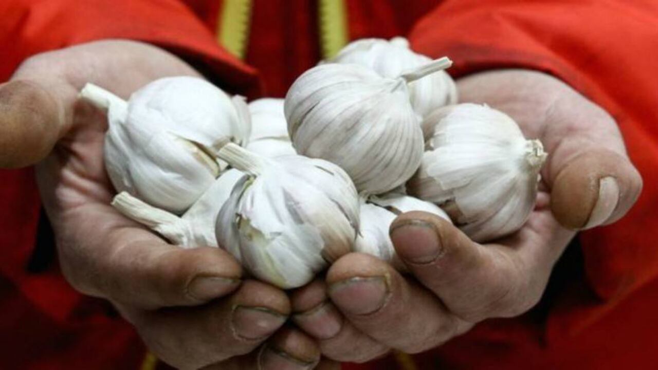 El ajo puede ser bueno para la salud general, pero no detendrá al coronavirus. Foto: Getty.