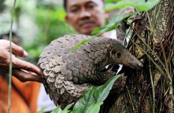 La Agencia para la Conservación de Recursos Naturales libera un pangolín en la selva del norte de Sumatra, Indonesia. (AP)