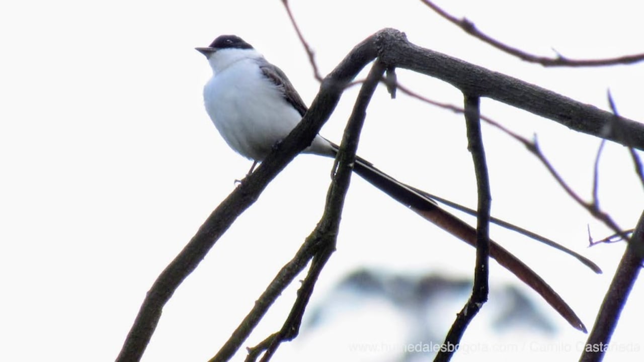 La especie de aves Tyrannus tyrannus es una de las que ha llegado al humedal desde Norteamérica.