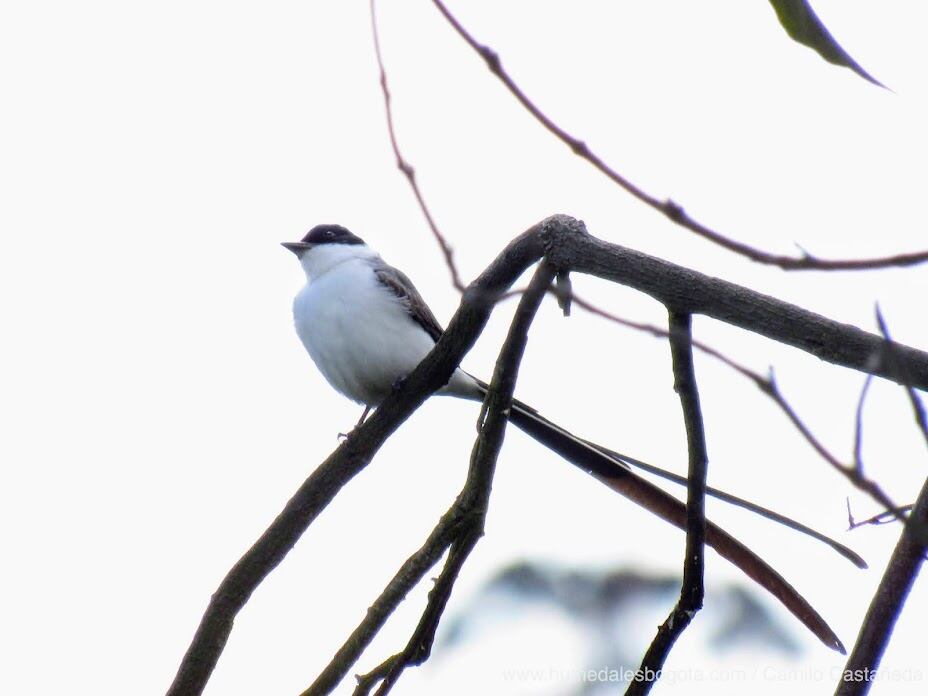 La especie de aves Tyrannus tyrannus es una de las que ha llegado al humedal desde Norteamérica.