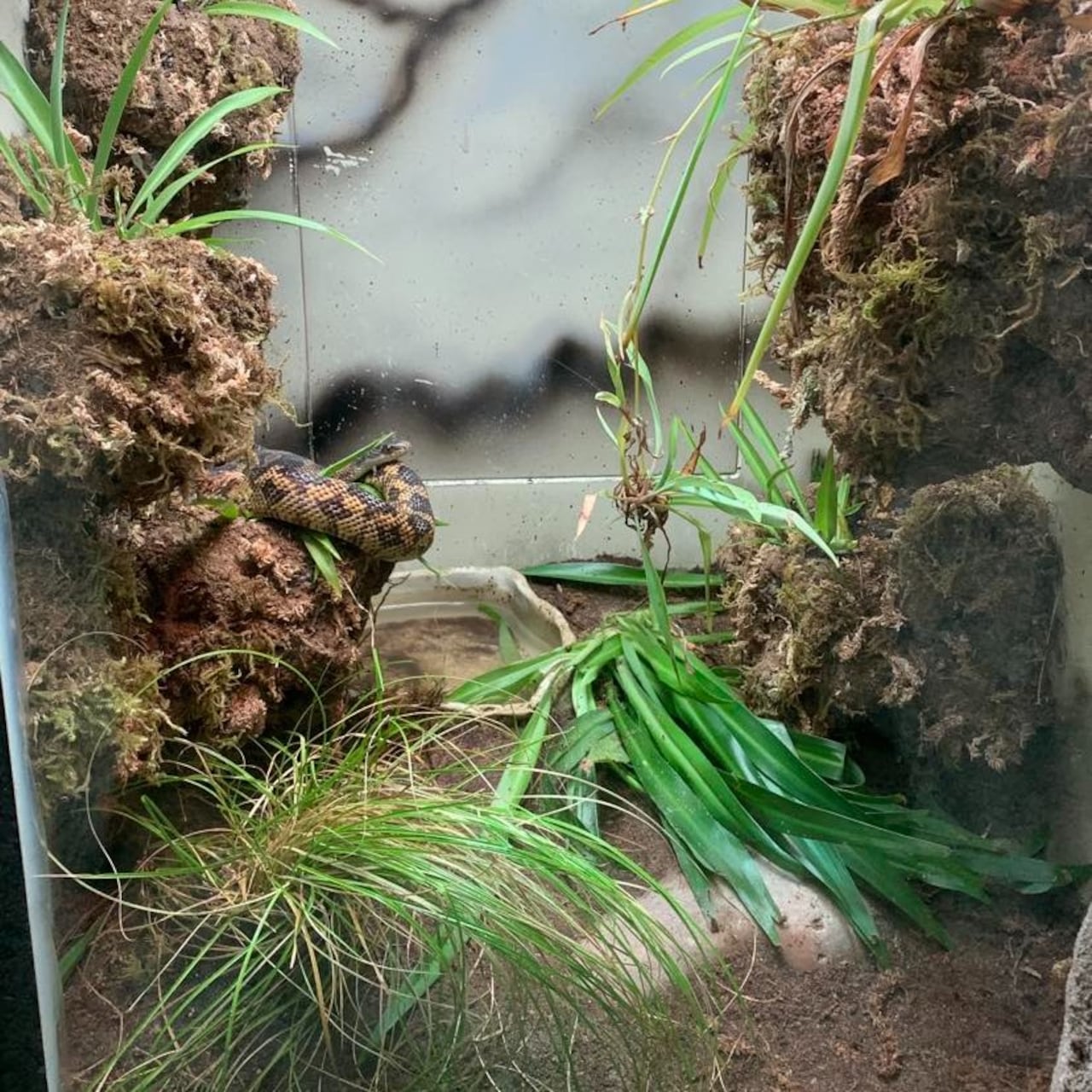 El animal se ha vuelto a convertir en el centro de atención del zoológico.