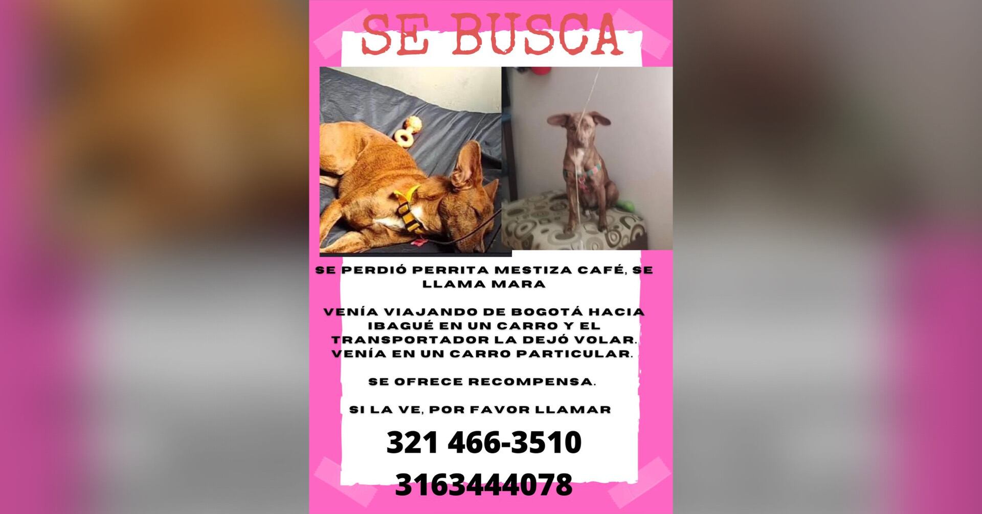 Un hombre dejó escapar a Mara y no da detalles sobre su paradero, ¿la ha visto?