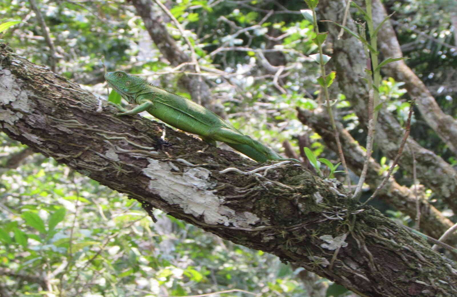 Cormacarena, la Secretaría Distrital de Ambiente, la Alcaldía de Puerto Lleras, el SENA y comunidad del municipio, fueron los encargados de liberar a estos 70 animales silvestres, quienes continuarán con su ciclo de vida en una zona protegida. Foto: Cormacarena