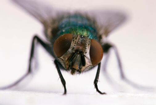Estos insectos también pican y para saber que se trata de ellos, lo puede hacer cuando note en la piel un punto que a su alrededor está rojo e inflamado.