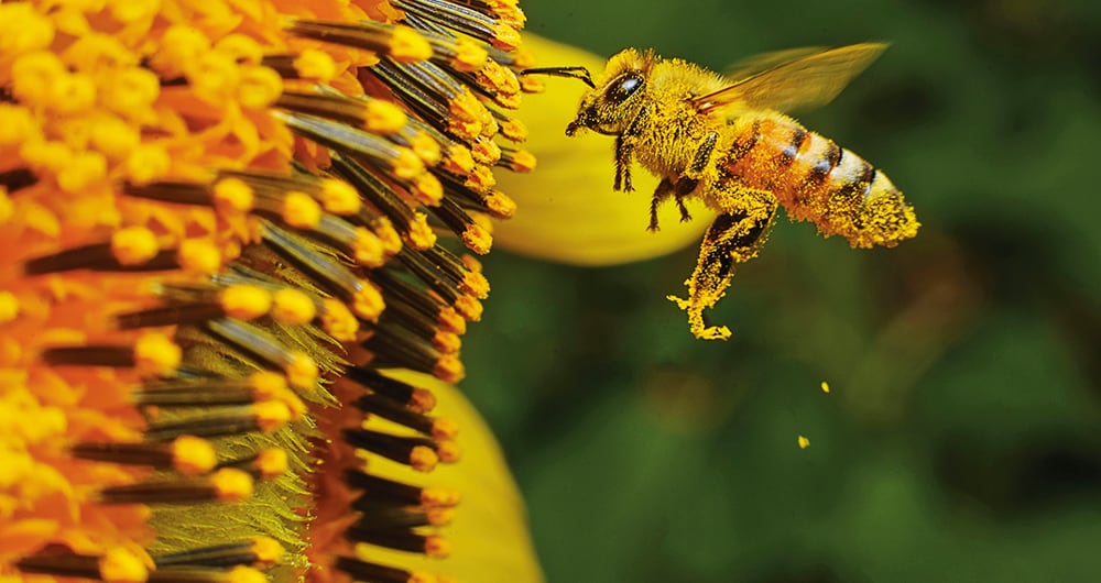 En esta edición se ahondará en un concepto que es tendencia en el mundo: la regeneración de la naturaleza, que permite construir naciones más resilientes y sostenibles.