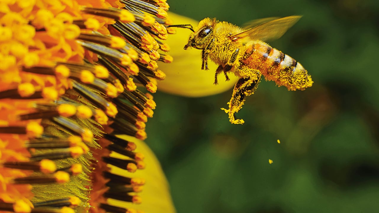 En esta edición se ahondará en un concepto que es tendencia en el mundo: la regeneración de la naturaleza, que permite construir naciones más resilientes y sostenibles.