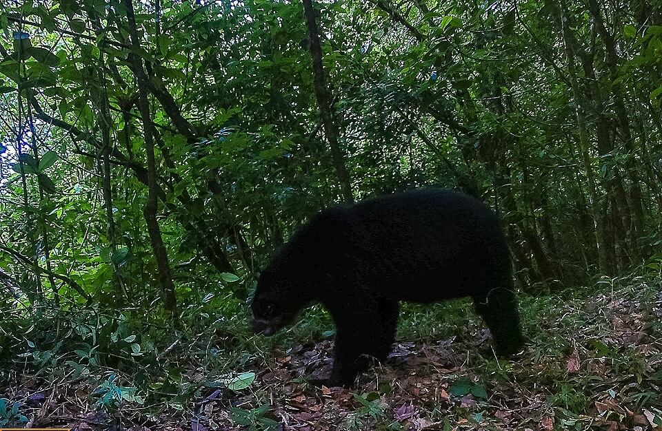 Oso andino avistado en el Huila