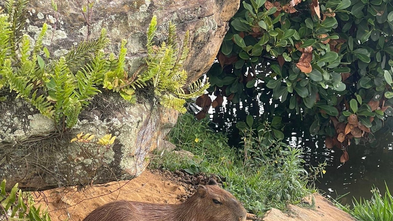 El chigüiro se encontraba en el condominio Ruitoque Club.