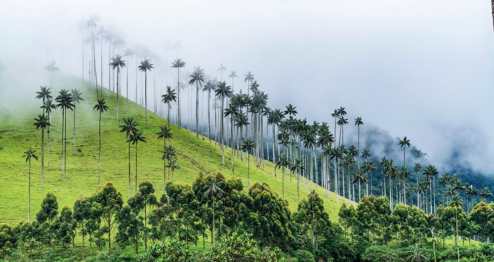 El Valle del Cocora es uno de los imperdibles en el Quindío.