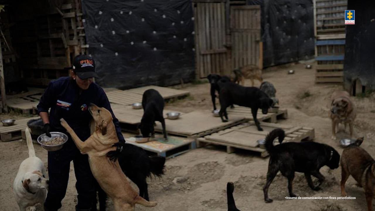 Operativo de la Fiscalía contra una falsa fundación protectora de animales.