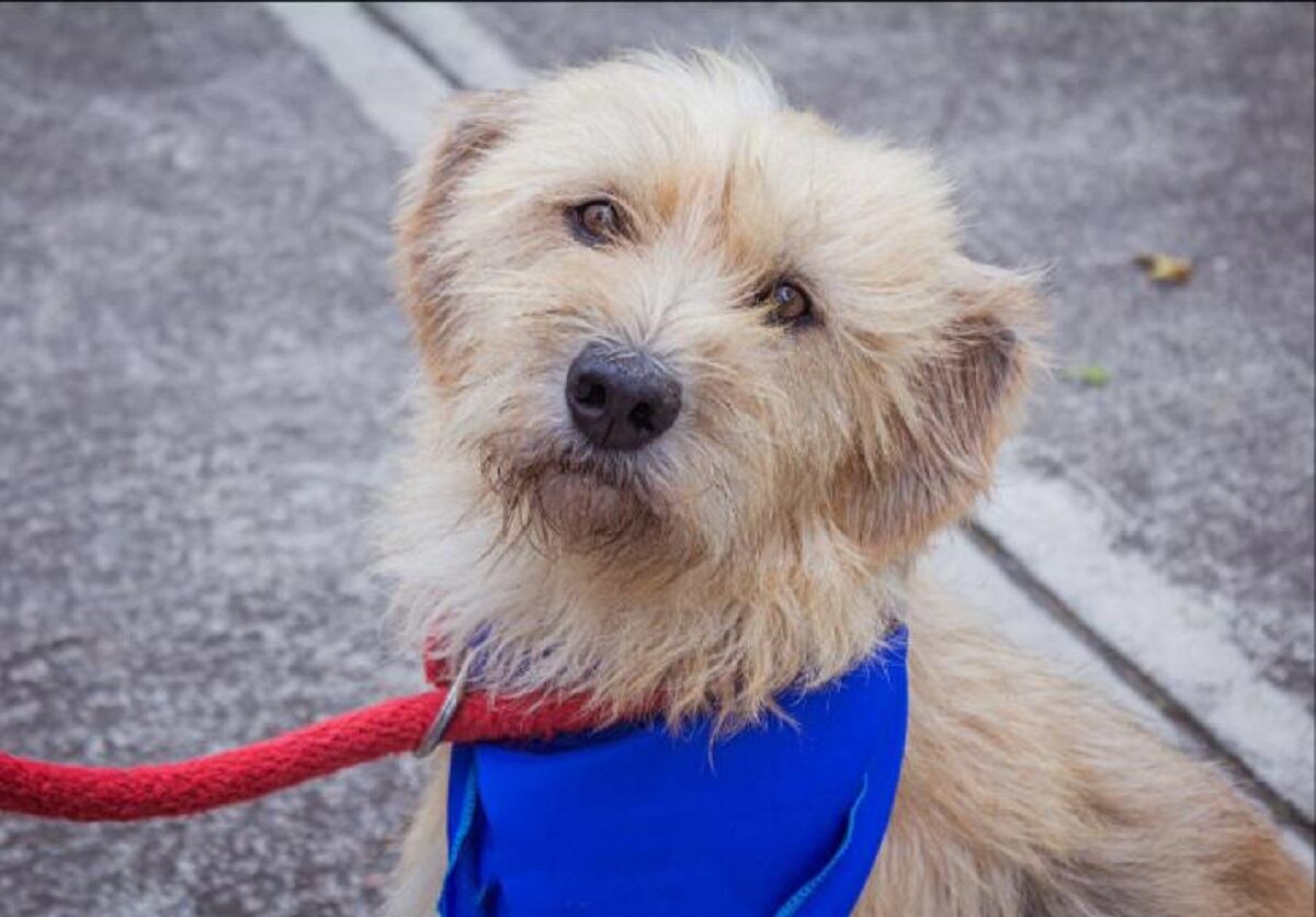 Adopción de perros en Bogotá