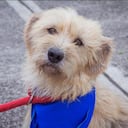 Las opciones de adopción pasan por diversas razas de mascotas.