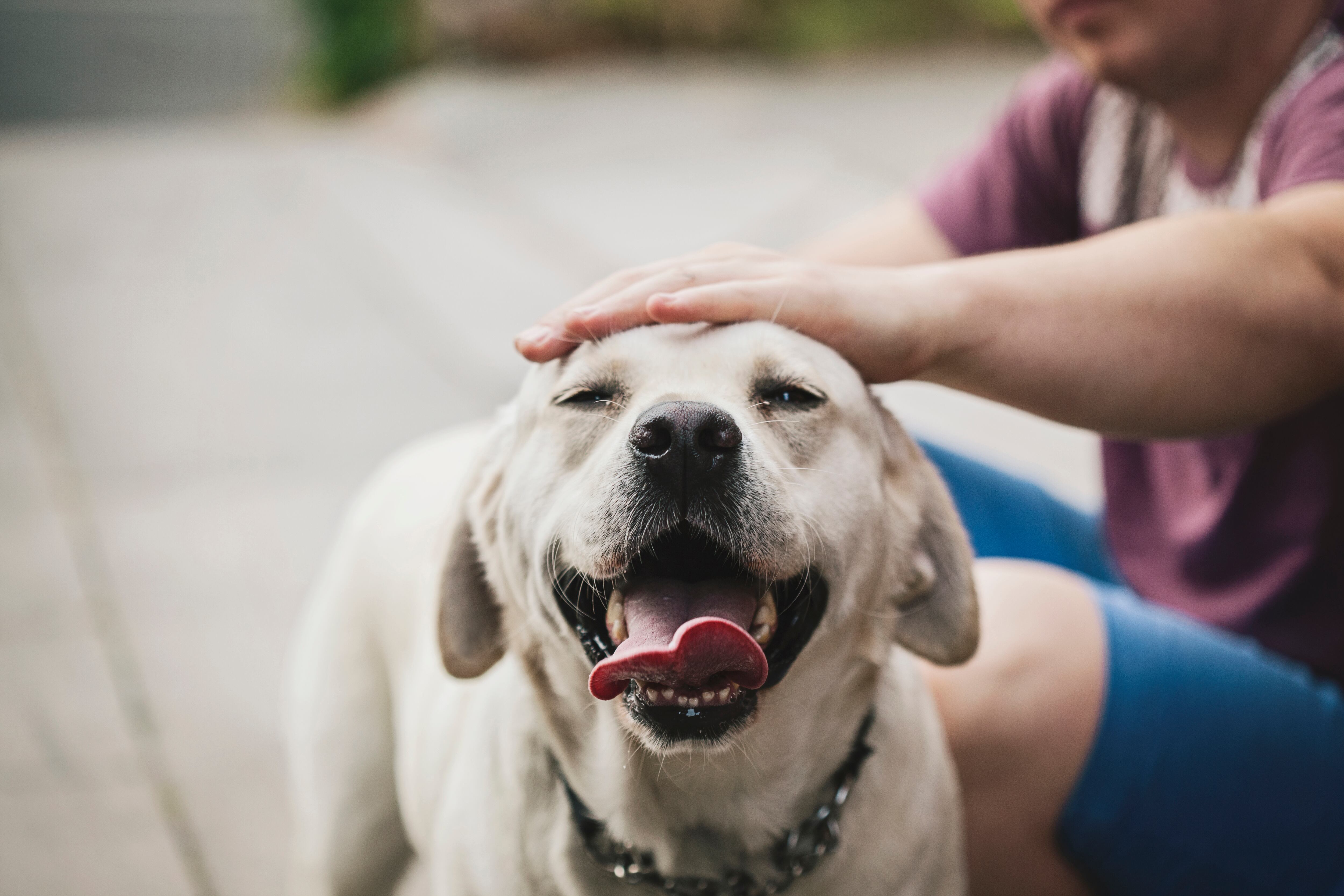 La pareja de ingleses viaja de casa en casa por todo el país cuidando perros, gatos y algunos otros animales domésticos.
