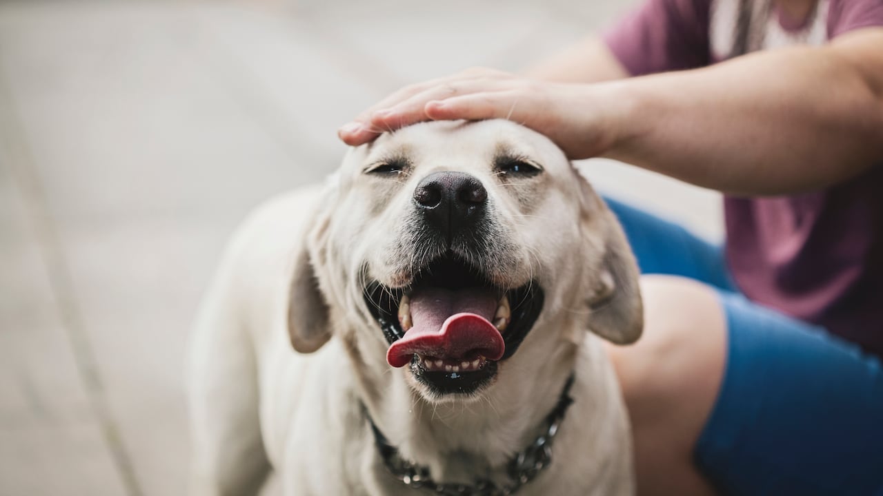 La pareja de ingleses viaja de casa en casa por todo el país cuidando perros, gatos y algunos otros animales domésticos.