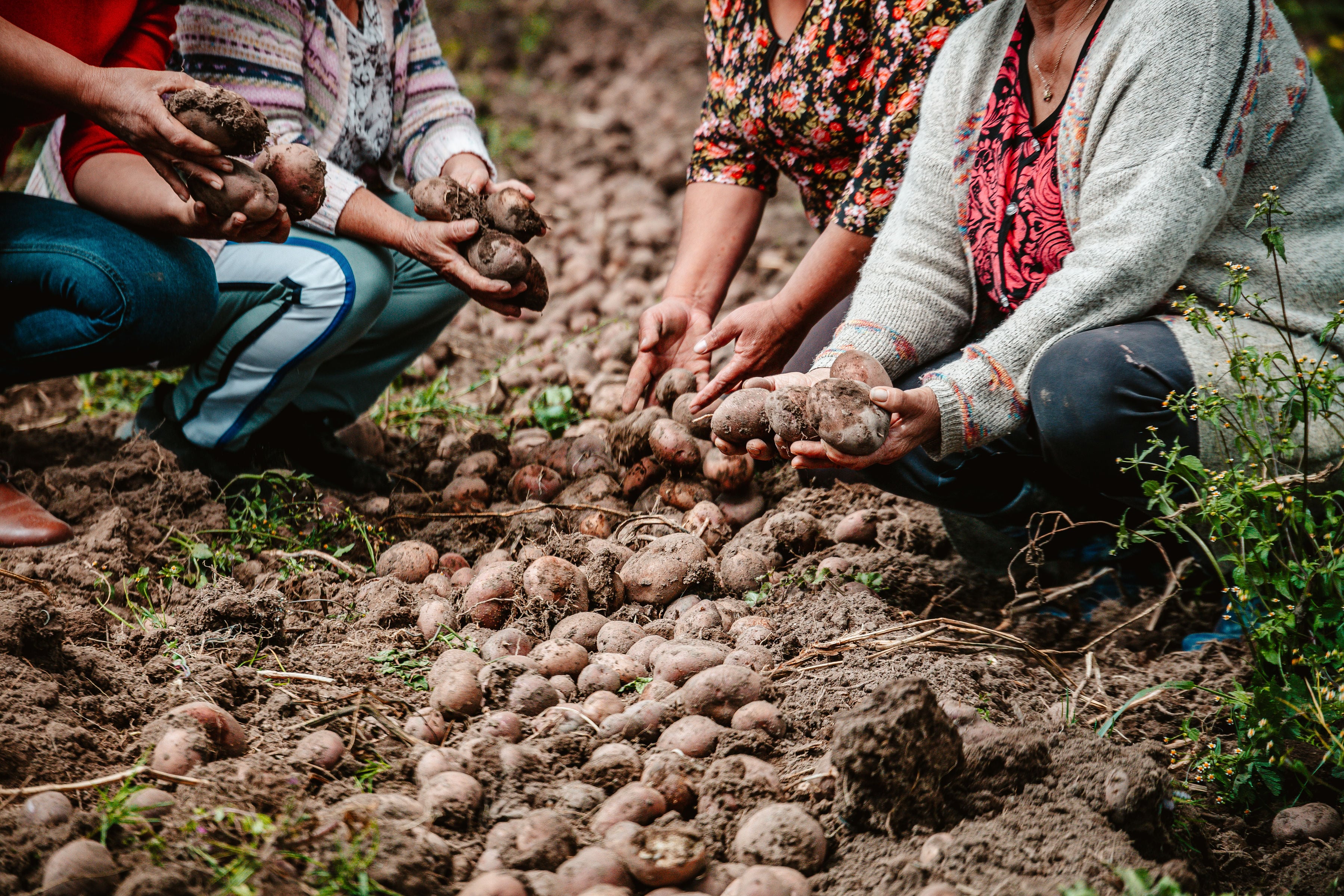 La compañía puso en operación su AgroStorage, un centro de poscosecha y almacenamiento ubicado en Tenjo, Cundinamarca, con capacidad para más de 20.000 toneladas de papa en condiciones óptimas por hasta seis meses.
