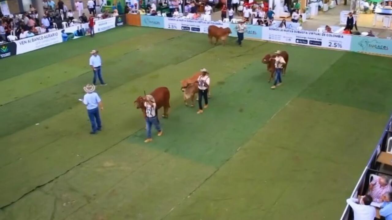 Agéndese para disfrutar lo mejor de la Feria ganadera en Bucaramanga 2024: conozca la programación e invitados