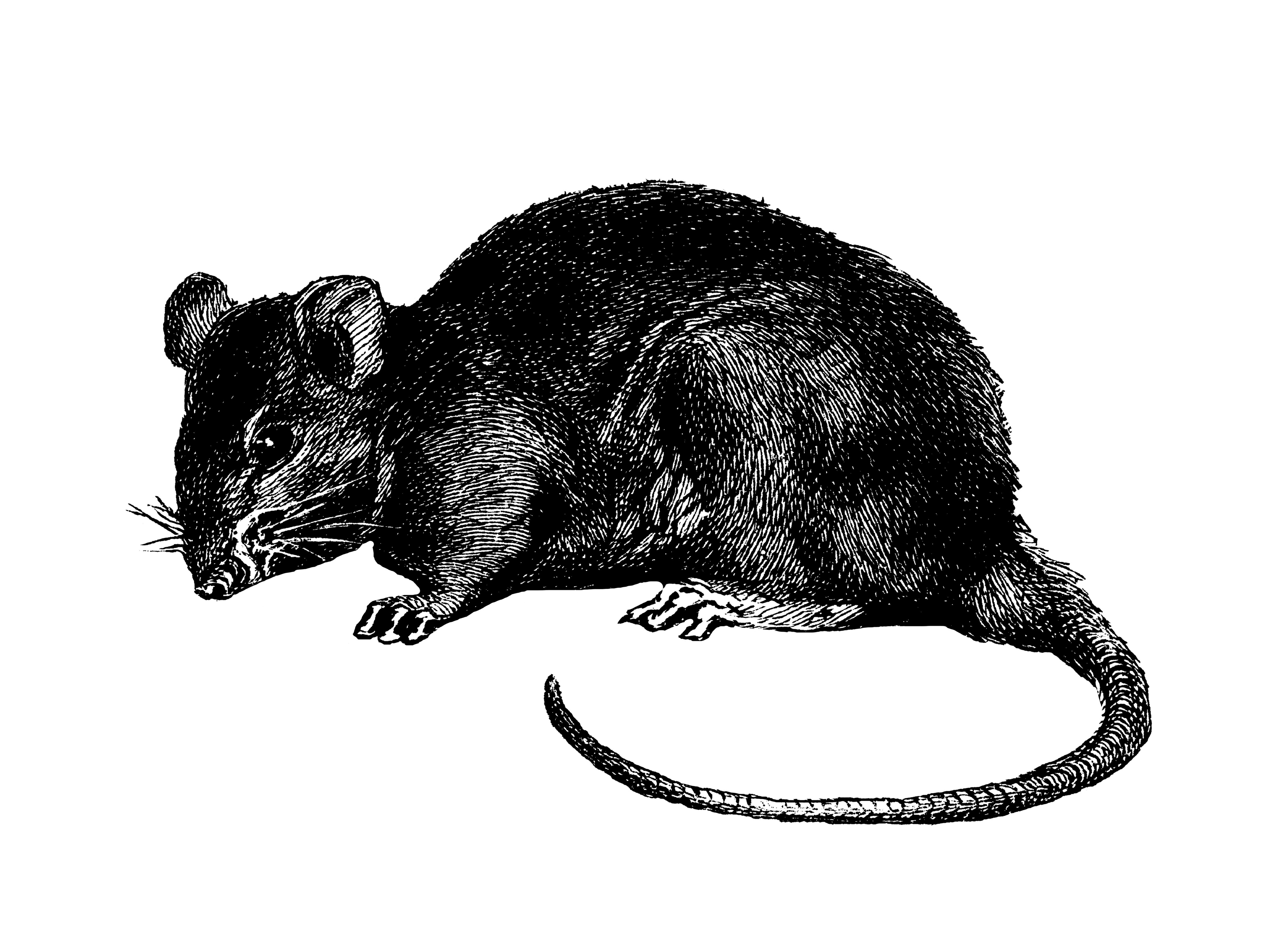 Las ratas negras son consideradas como una de las plagas más peligrosas en todo el mundo.