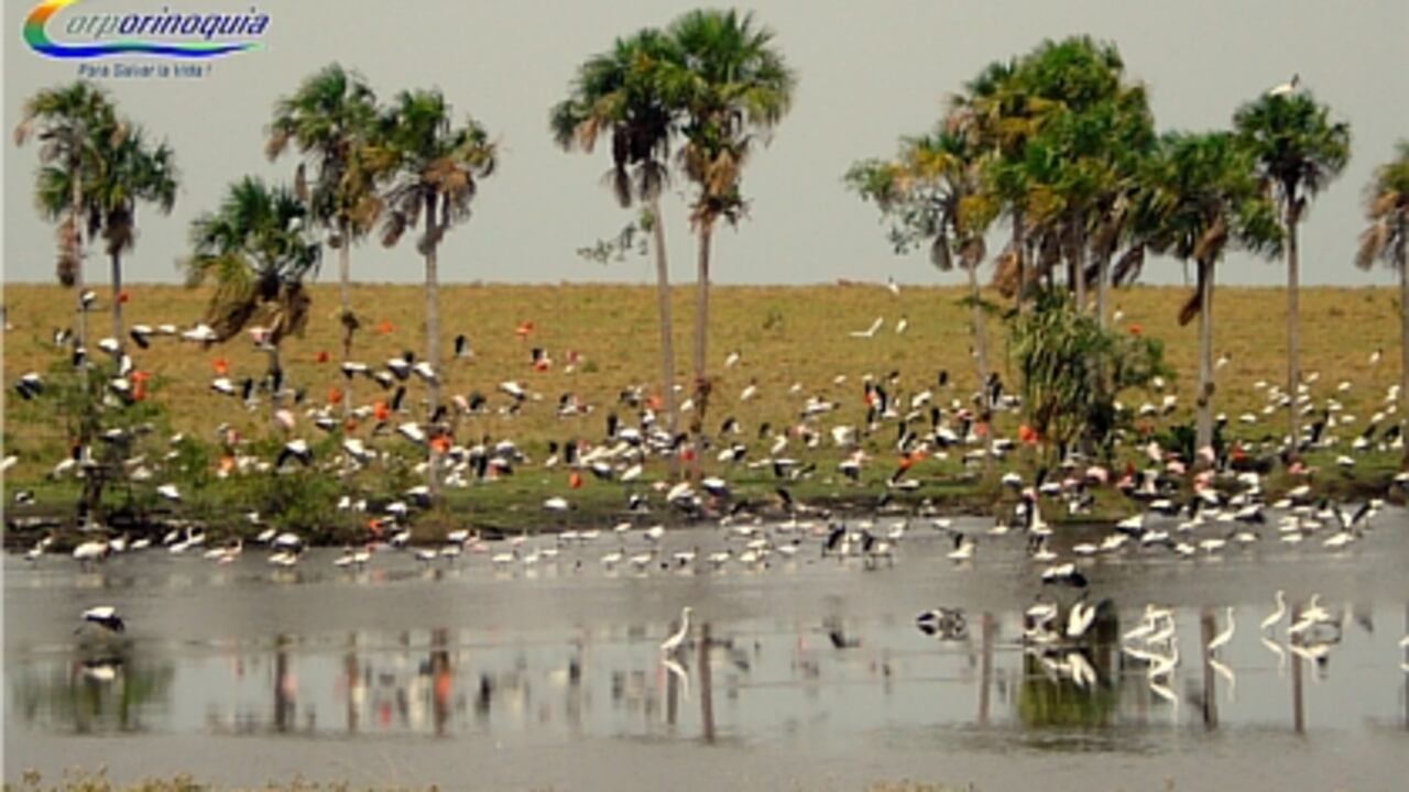 La región de la Orinoquia está siendo amenazada por un crecimiento desordenado de su agroindustria