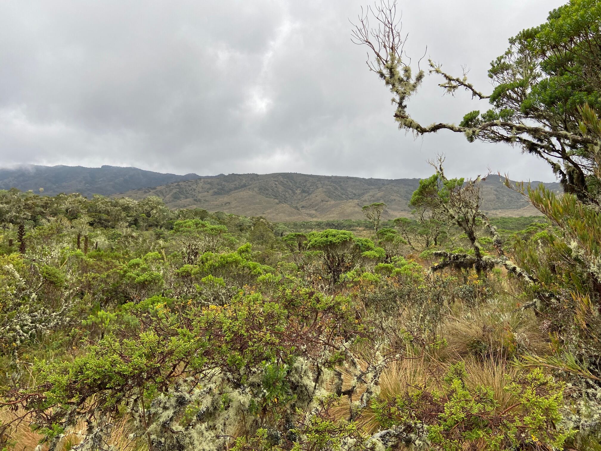 El páramo de Guacheneque, donde nace el río Bogotá, es un ecosistema de aproximadamente 9.000 hectáreas, ubicado en Villapinzón.