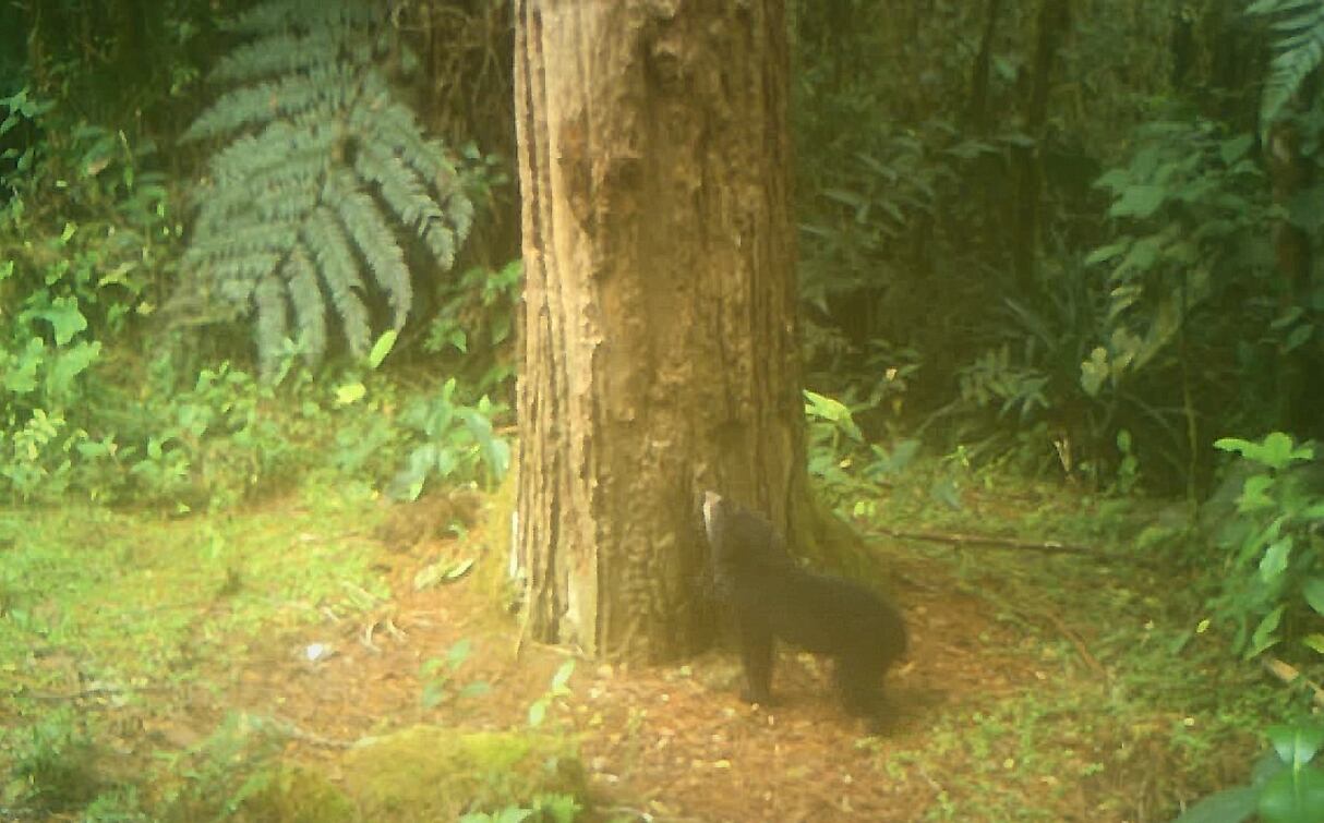 Osa y sus oseznos registrada en San Agustín, Huila