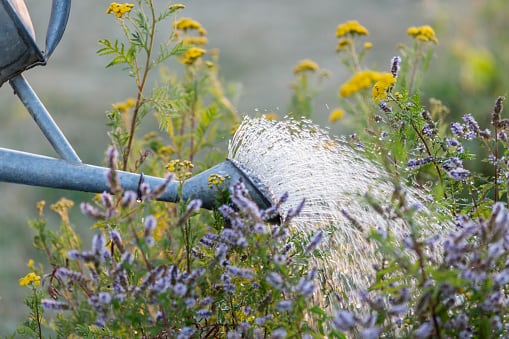 El riego frecuente obliga a las plantas a depender del agua casi a diario.