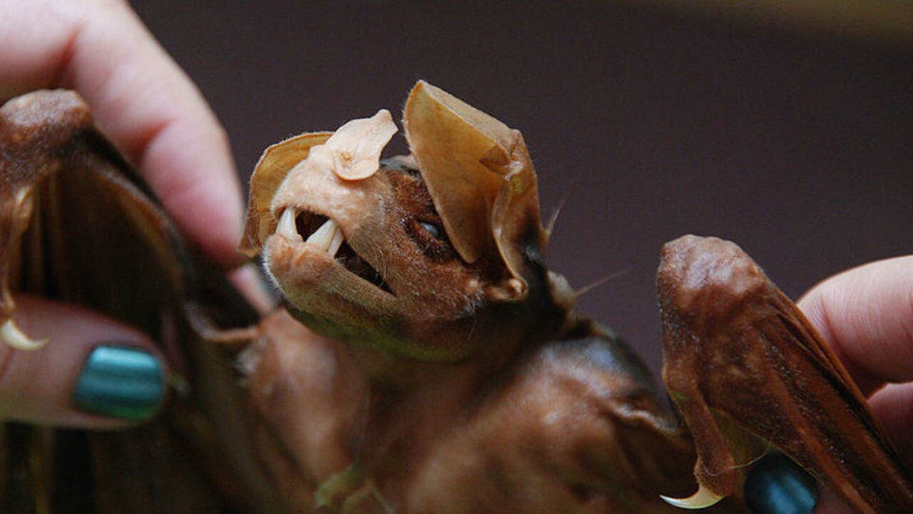 Foto: archivo SEMANA