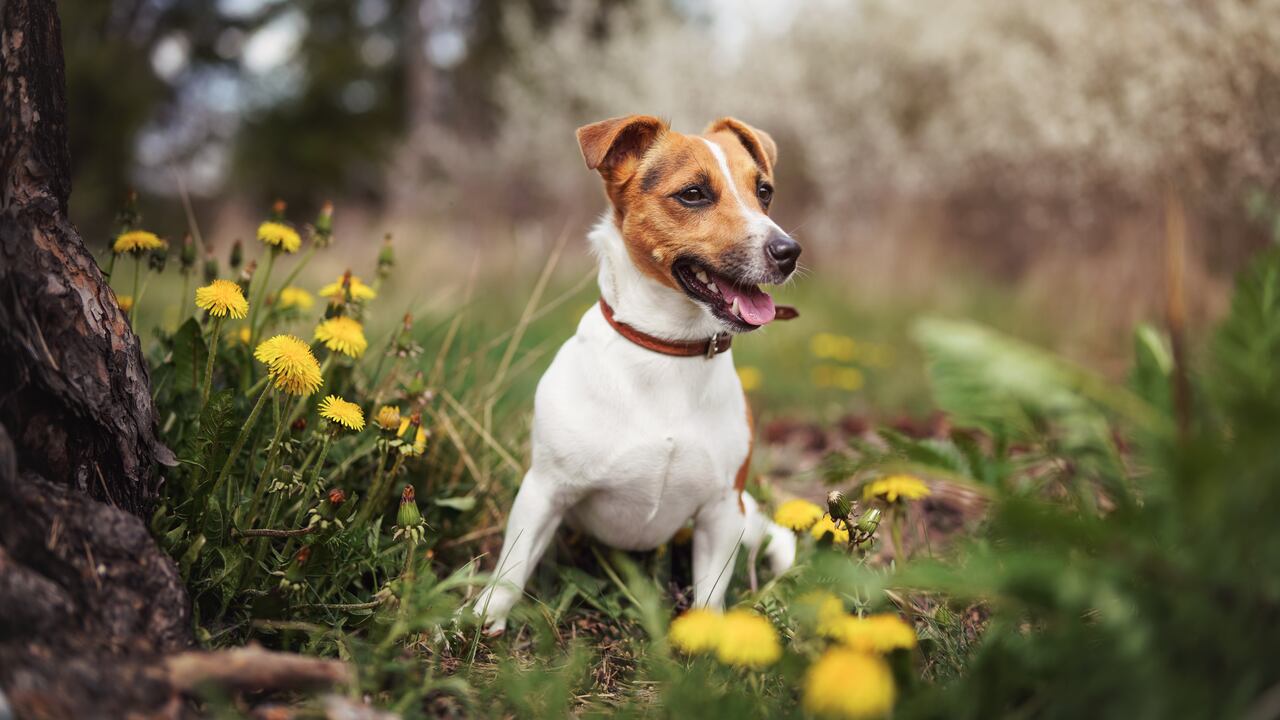 Los jack russell terrier tienen la esperanza de vida más alta.