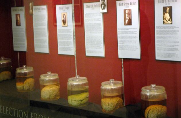 Ocho de los cerebros de la Colección Wilder pueden verse en el vestíbulo de la facultad de Arte y Ciencia de la Universidad de Cornell. Los demás están en el sótano, a donde el público puede acceder con una cita previa y sin costo alguno. Foto:oddthingsiveseen.com
