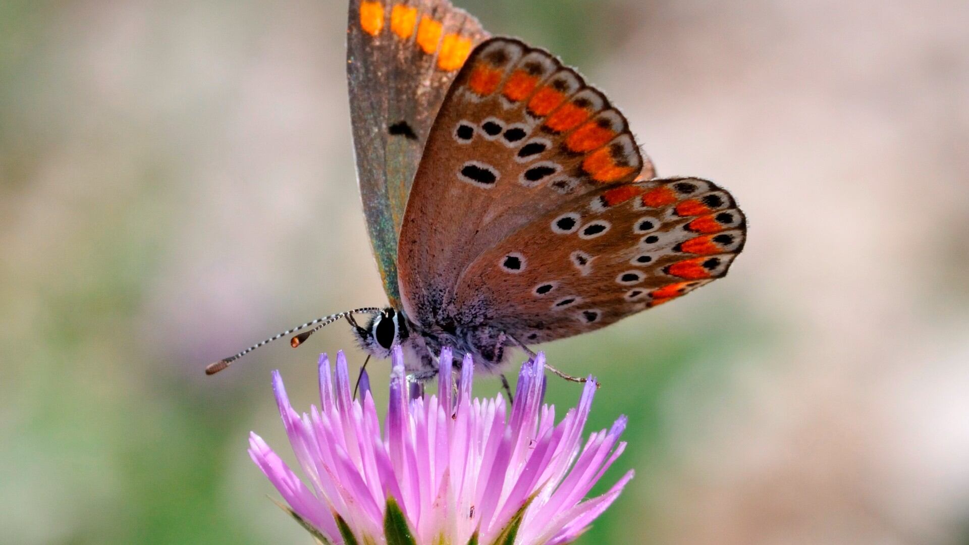 Las café también han sido relacionadas históricamente con el augurio de cosas malas.