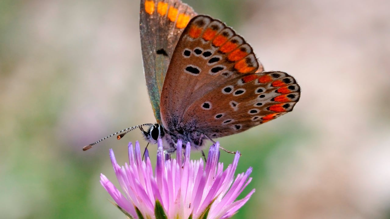 Las mariposas son un importante polinizador.
