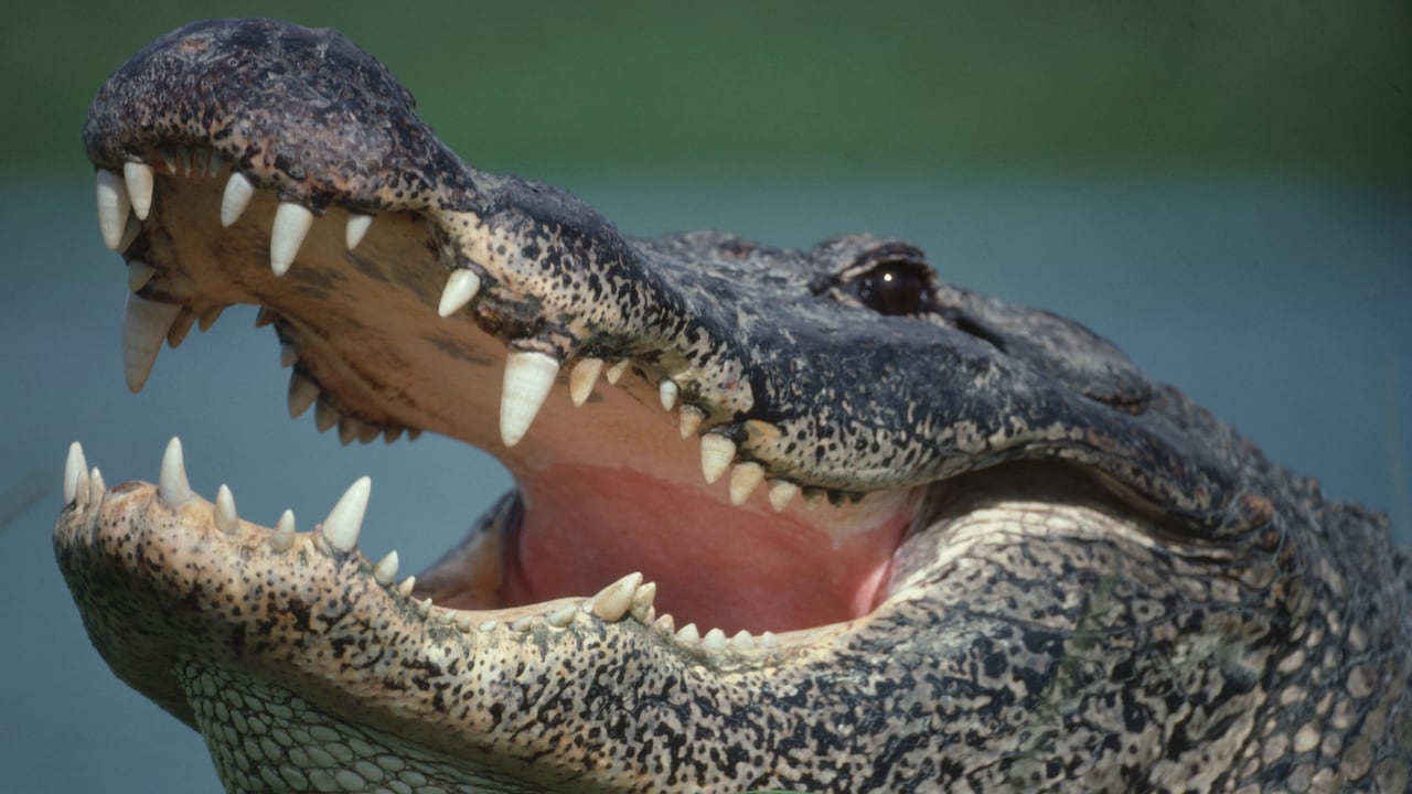 Imagen de referencia