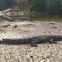 Caimán aguja en el Parque Tayrona