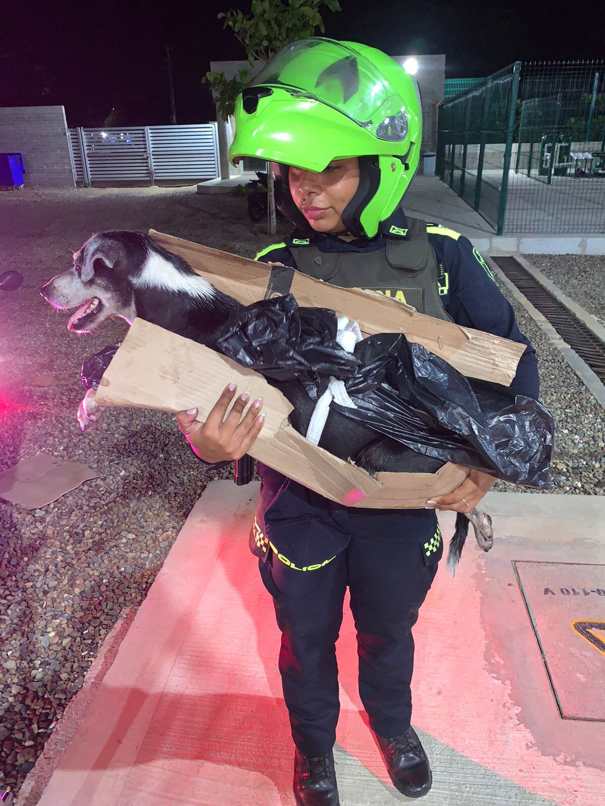 "La Chanda", es una víctima de maltrato animal