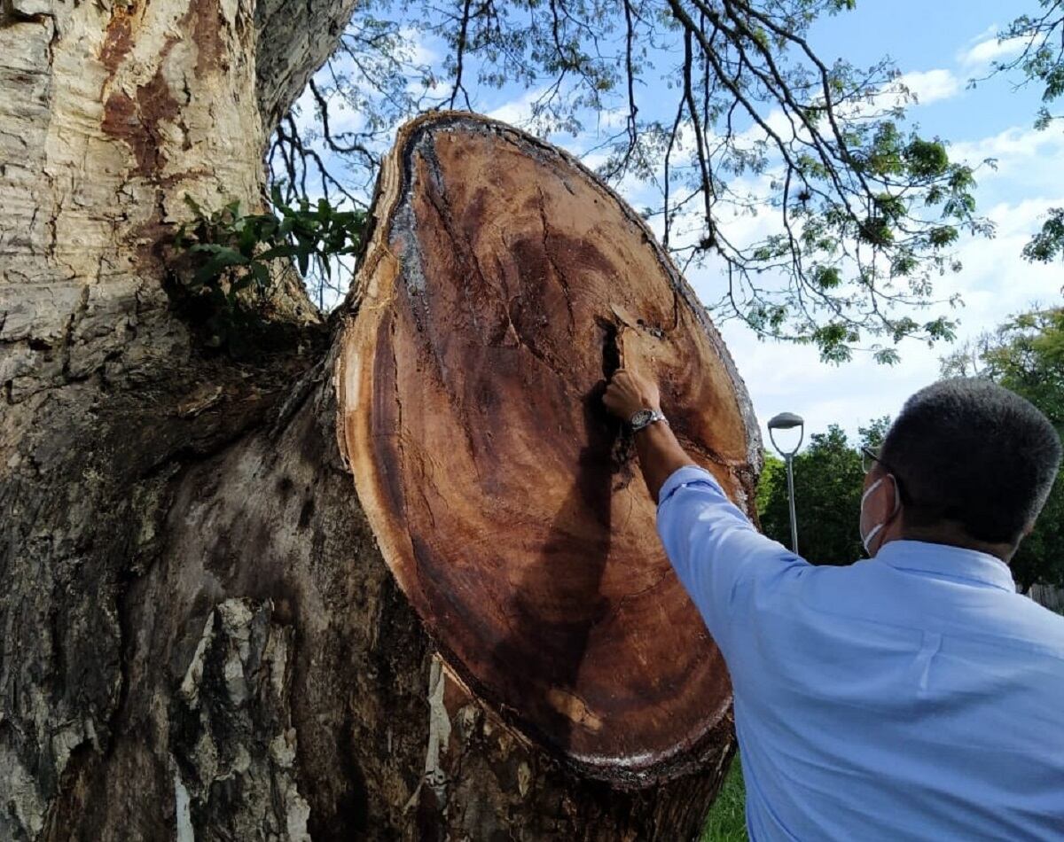 Árbol de Robles, Valle