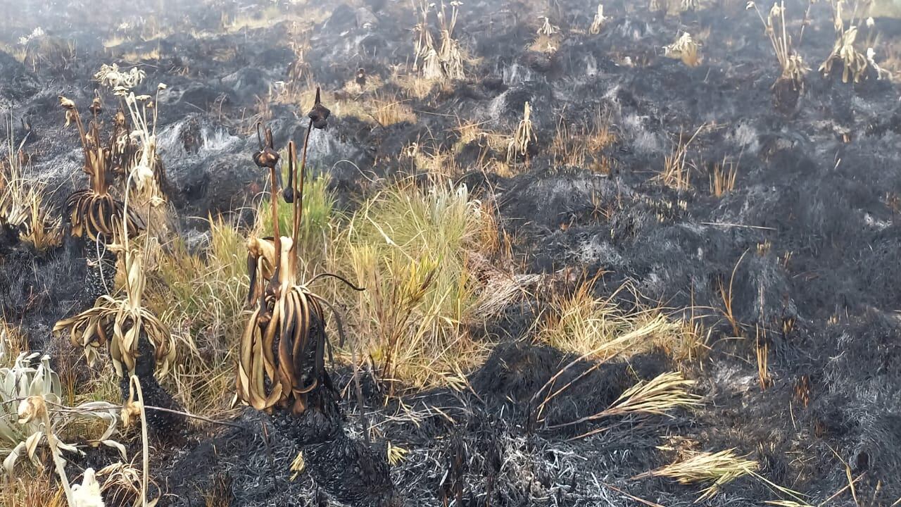 Aún se desconocen las causas del incendio.