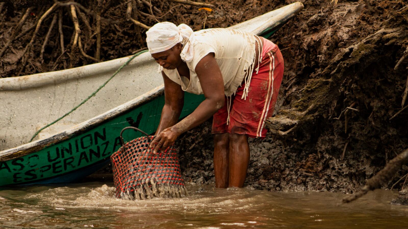 Cerca de 10 mil familias del Pacífico Nariñense dependen económicamente de la piangua, un molusco que limpia el oxígeno de los manglares y que, a pesar de la unión comunitaria, se encuentra en vía de extinción