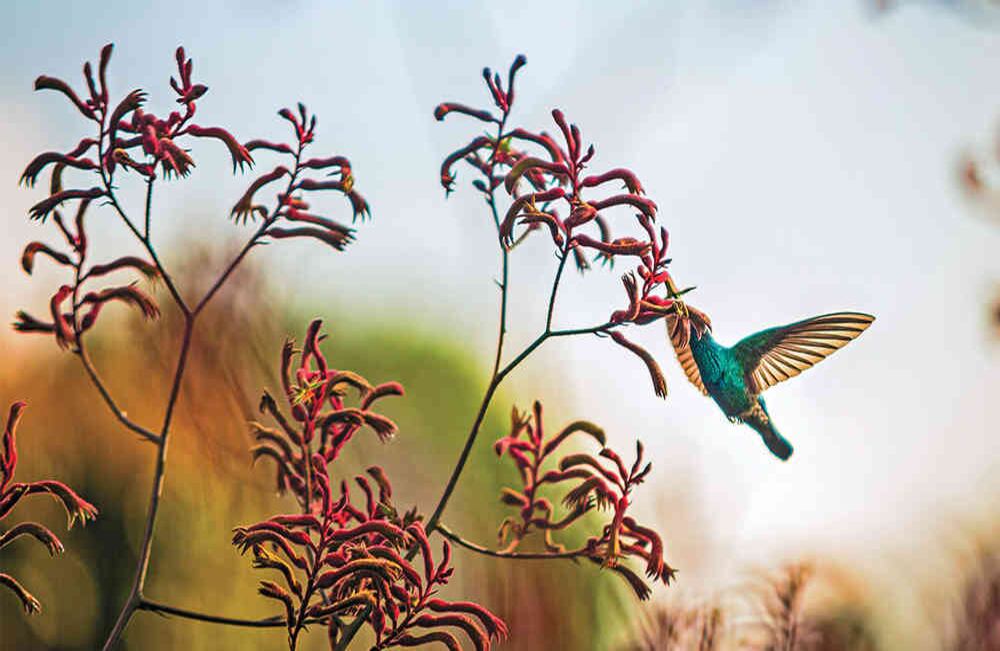 Más de 200 especies de aves habitan la capital del país.