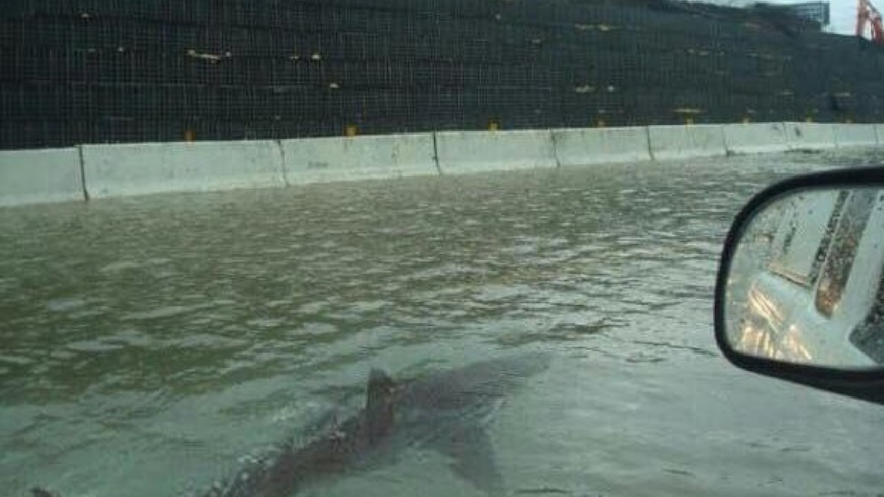 Huracán Ian arrastró a tiburón hasta calles de Florida