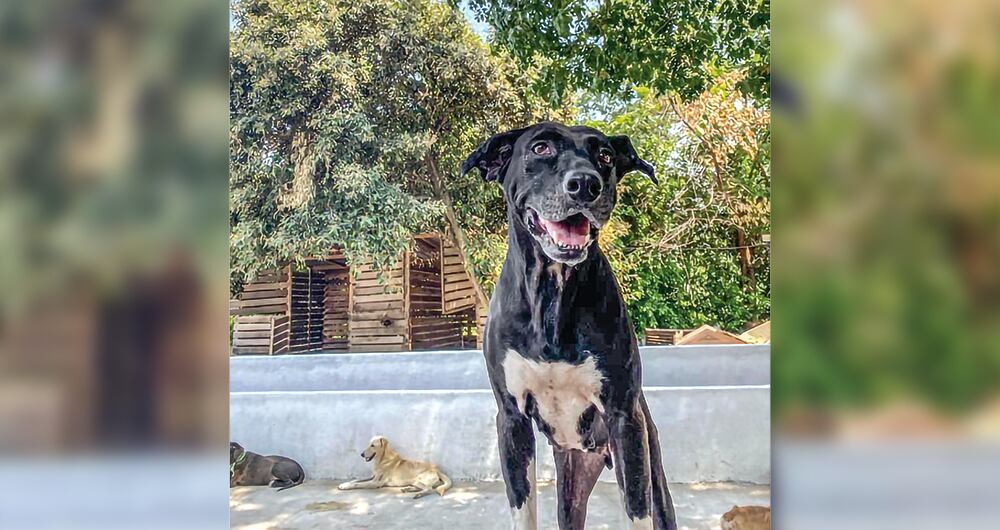 Los expertos dicen que una persona que hace esto con un perro lo puede hacer también con un niño.