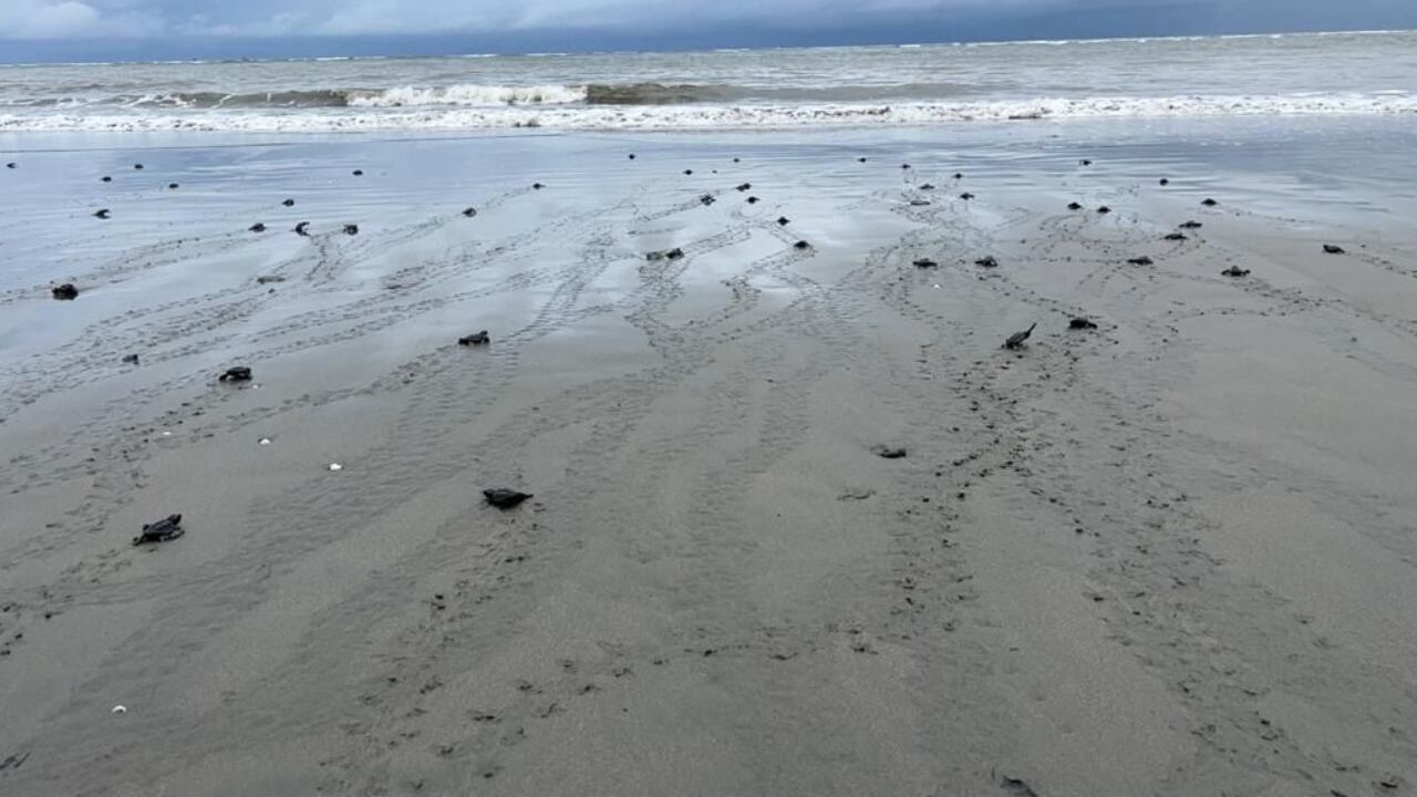 Liberan a 500 tortugas marinas en el Pacífico colombiano que se enfrentaban a la casa indiscriminada