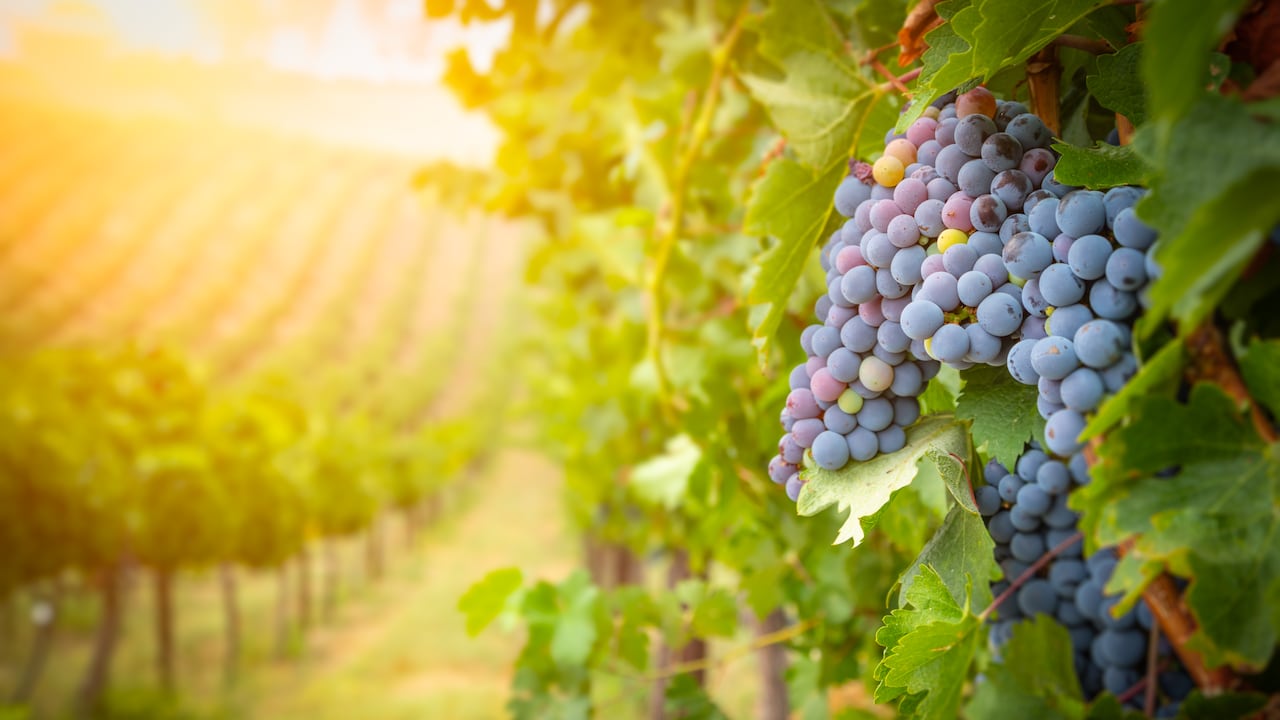 Una plaga invasora conocida como mosca linterna manchada invade los viñedos de varias partes de Estados Unidos