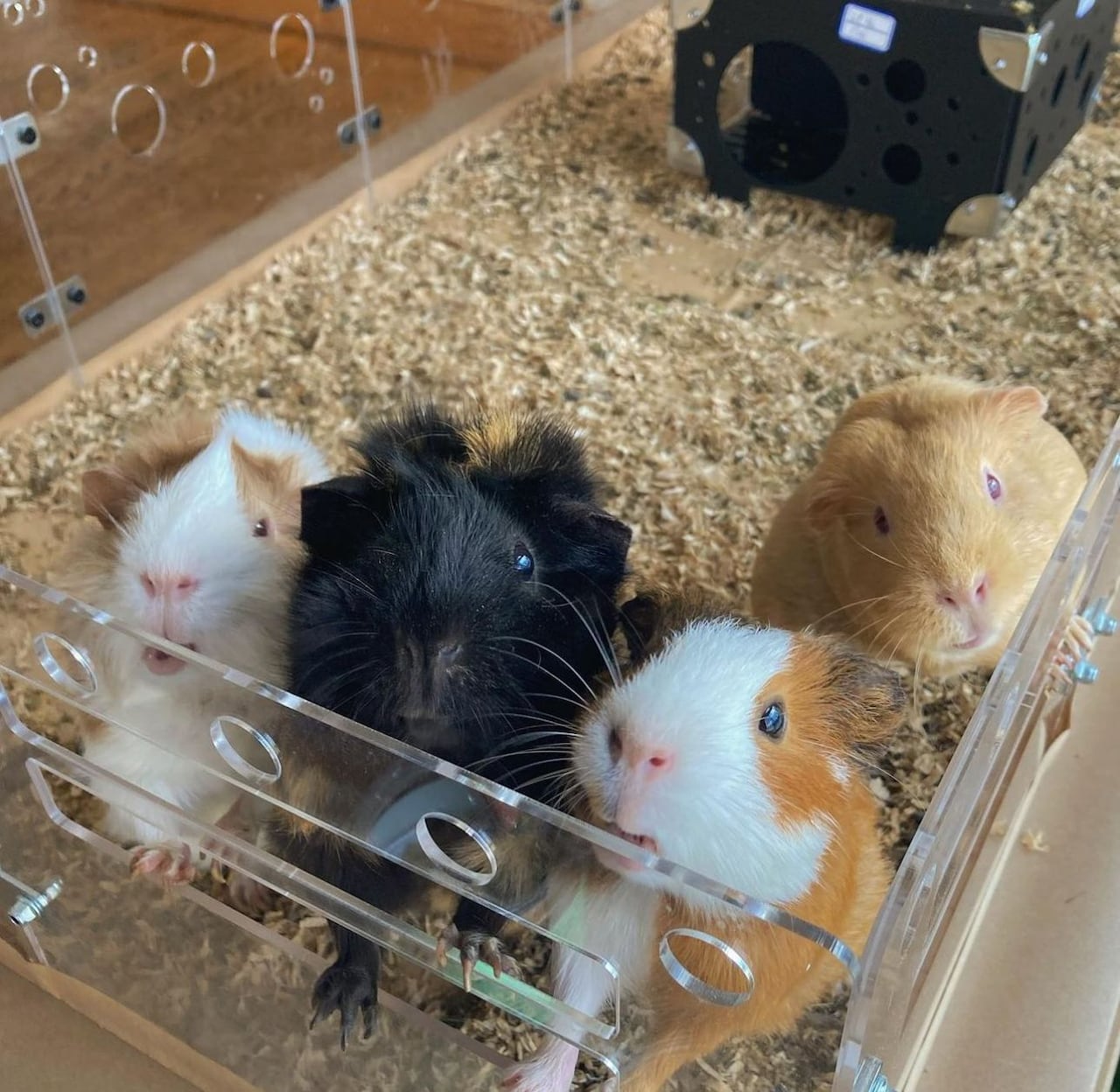 Los conejillos de indias en las jaulas creadas por Bella Lin