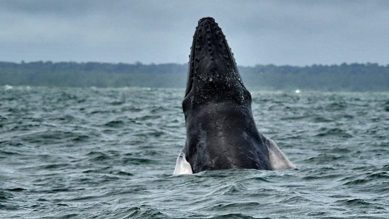 Se acerca la temporada perfecta para el avistamiento de ballenas jorobadas en el Pacífico colombiano.