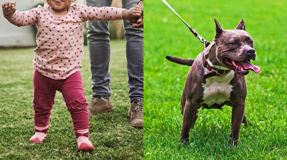 Muere bebé de 28 meses tras ser atacada por un perro pitbull en Caldas.